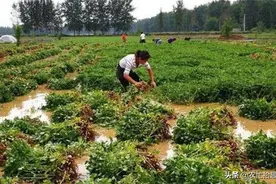 多地进入成熟期，采收都是泥巴，不收就要发芽腐烂，农民陷入两难图片