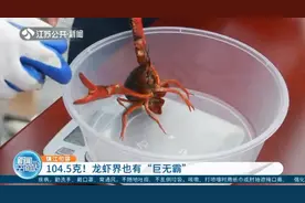 104.5克！小龙虾界也有“巨无霸”，好想知道蒜蓉了是啥滋味图片