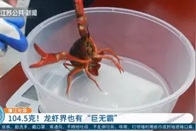 104.5克！小龙虾界也有“巨无霸”，好想知道蒜蓉了是啥滋味图片