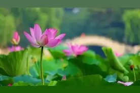 苏州中考物理卷出题老师，应该出来道个歉图片