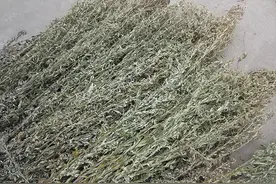 又到了割艾草的季节，晾晒艾草有讲究，该怎样晾晒，看了才明白图片