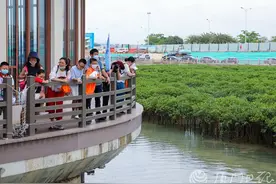 航拍惊艳！厦门这片“海上森林”再获央视点赞，就在这个地方图片