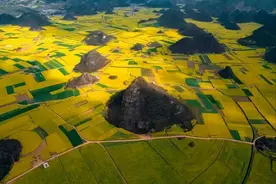 江西婺源江岭油菜花盛开，万亩梯田步步如画图片