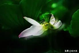 李白自号“青莲居士”是因，“青莲乡”是果，不能循环论证图片