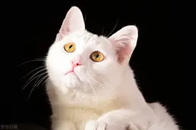 大多纯白的猫咪会很少见，认知度也是很高的，纯白猫咪有什么品种图片