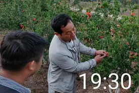 石榴抗性黑蚜越发严重怎么办？断其粮破其所灵活用药才能高效防治图片