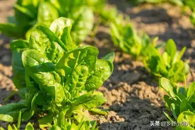 菠菜的种植方法？图片