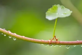 贵圈太乱：好蚁生物和蚂蚁间的恩怨情仇图片
