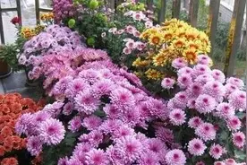 此款菊花色彩丰富，在哪里都能扎根生长，盆栽无需担忧养不活图片