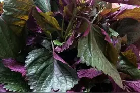 紫苏叶做菜的方法，因为不一样的情怀，拥有不一样的美味图片