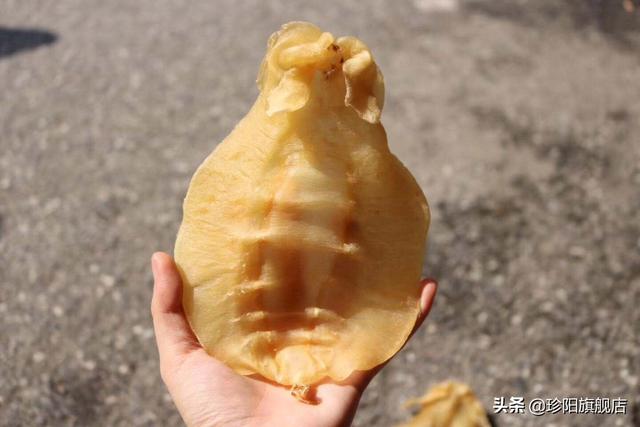 过期花胶可以吃用吗 2026年过期花胶可以吃用吗会中毒吗