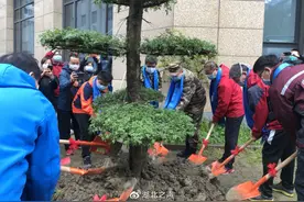 六百援鄂天使栽下同心树惜别肺科医院图片