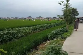 突发！江苏海安角斜新坝村一61岁妇女，在田中撒化肥被雷击中身亡视频封面