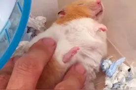 仓鼠睡眠不佳，白天不断打哈气，只因主人作妖要拍照片图片