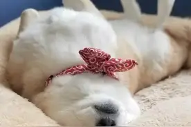 为什么强烈建议你给柴犬驱虫？图片