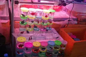 水族店老板原来是这样“套路”观赏鱼新手的！其实你能反套路他们图片