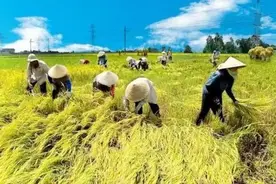 暂停出口大米一个月，大批越南公司接近崩溃图片