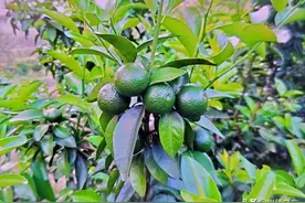 柑橘挂果量大，如何放出优质秋梢呢？图片