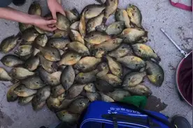失控？东莞一水库太阳鱼成“霸主”，钓鱼人一天可钓上百条图片