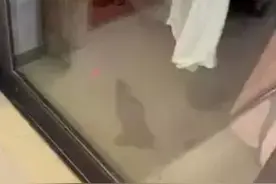 女子家中深夜飞进蝙蝠！趴地板又撞门，还咬了一口家里的苹果图片
