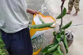 云南德宏一果园发现蜂猴，抱住树枝不松手，这么可爱的猴能养吗？图片