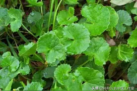 积雪草，治疗肾病良药图片