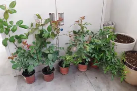 花盆里有小虫子，放一把“沙子”就行，虫子不见了，花儿旺图片
