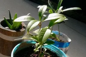 桂花扦插？路边树上剪个枝，插进“素土”里，生根快，秋天香满家图片