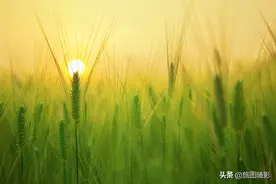摄影美图分享——麦田的守望者图片