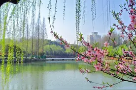 你的仇敌跌倒，你不要欢喜图片