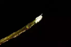 见血封喉！这种植物为何这么毒？图片