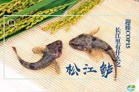 迎接COP15，保护生物多样性丨长江里有什么之“第一名鱼”松江鲈图片
