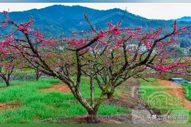 赣州龙南县的春色，鹰嘴桃花盛开的红艳乡村景色惹人醉，看看咋样图片