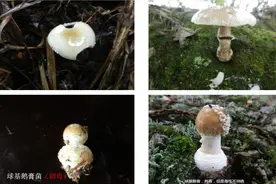 教你如何辨别野生菌哪种可食、哪种不可食图片