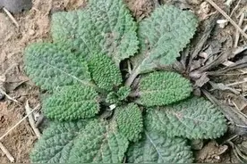样子丑陋气味难闻的“癞蛤蟆”草，下过霜采挖正当时，遇到请珍惜图片