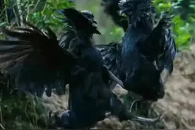 盘点中国名鸡，您认识几种？图片