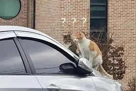 正准备去取车时，发现玻璃前坐了3只猫：这是几个意思啊？图片