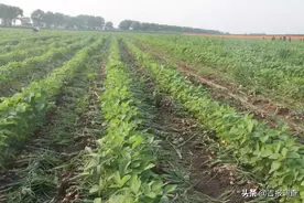 榆树种田能手马占有：毛葱与大豆套种喜获丰收，每公顷土地纯收入超过5万元图片