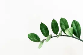 这些《山海经》里的奇珍异兽还有疗愈心灵的功能？图片
