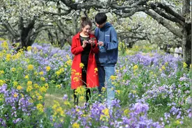赏花：安徽砀山的一个梨园，近200岁的梨树王装点了最美的春天图片