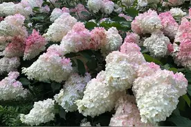 夏日花园的主角——圆锥绣球迷惑了多少少女心！图片