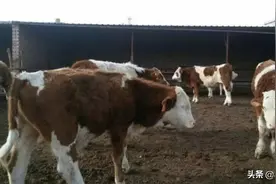 5月16日全国各地最新活牛价格行情图片