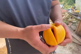 胶南宝山镇桃子滞销 找不到销路果农犯愁图片