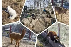 西安城市“动物园”免费入园啦！附预约入口图片