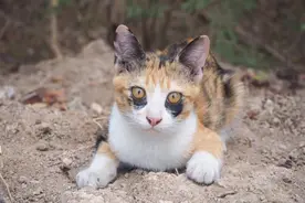 猫界罗志祥？猫咪脸上挂两个大黑眼圈，这是多久没睡觉了？图片