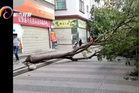 吹断大树、芒果撒一地，10级狂风突袭，造成经济损失2000多万元！图片