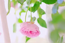 管窥蠡测《庄子·秋水》图片