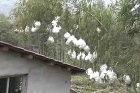 真相让人欢喜！鹰潭山区竹子“长”出“棉花球”......图片