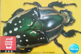 英文有声绘本故事《Minibeasts》小动物图片