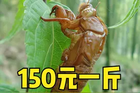 农村流动商贩收爬蚱皮，一斤150元，用来干什么了？看看村民咋说图片